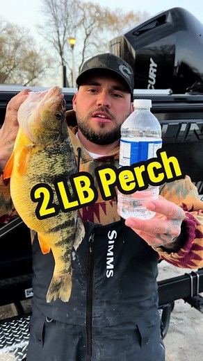 Catch of the Day: Jumbo Lake Simcoe Perch Fishing