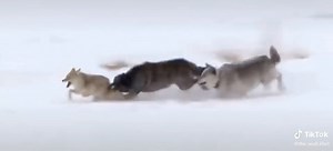 2.5M views · 16K reactions | wolves running down a coyote and mauling it | Dunlap LURES | Facebook