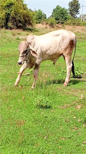 The Cow sample life eating green grass