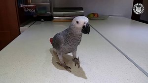 1.3M views · 49 reactions | birds are awesome. | The Pet Collective | Facebook