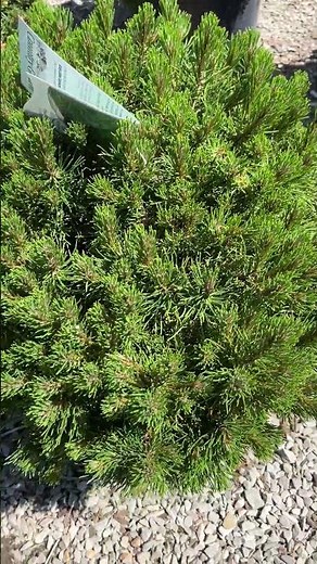 Mugo Pine is a reliable evergreen for home landscaping #shorts