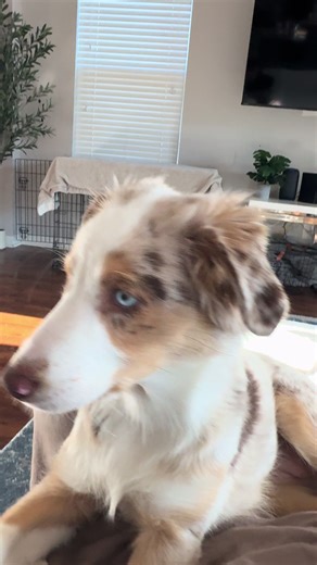 ♥️♥️♥️ #aussiepuppy #australianshepherdpuppy #redmerleaussie #bluemerleaussie #aussiepup #aussiereels #aussiesofig #aussielove #aussielife #aussieoftheday #aussienation #aussiesoftiktok #dogsoftiktok #puppytok #cutepuppy #funnydog #aussiezoomies #aussiemagic #aussiemania #puppyvibes