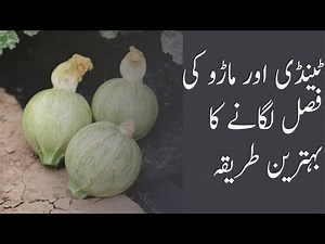 How to grow Tinda Vegetable || Marrow Ki Fasal || Agriculture Guru