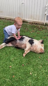 Lazy piggy 🤣 . Video by 🎥 @baconbrotherss | Pigvibes
