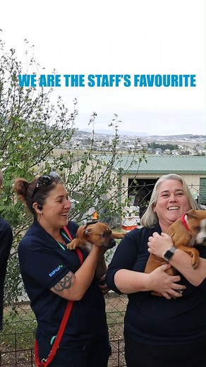 3.7K views · 24 reactions | These bubbly, playful little pups are looking for their furrever homes!  If you're interested in adopting one of these energetic little pups come by the RSPCA ACT shelter and check the links below to learn more about each puppy! More info here:  Anzac - www.adoptapet.com.au/pet/908434 Poppy - https://www.adoptapet.com.au/pet/908444 March - https://www.adoptapet.com.au/pet/908445 | RSPCA ACT | Facebook