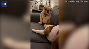Hilarious moment grumpy dog barks at bulldog-shaped pillow