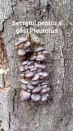 Secretul pentru a găsi Pleurotus -Păstrăvi de fag - Bureți negrii Pleurotus Ostreatus se poate găsi în anotimpul rece în special pe fag, salcie,nuc,plop,stejar etc. De regula ii veți găsi pe arbori bătrâni,bolnavi sau și mai des pe arbori care deja sunt căzuți. Este o ciuperca delicioasa care se poate crește și acasă. #chantarelle #amanitacaesarea #mushrooms #pleurotusostreatus #pleurotus #boletus #mushroom #amanitamuscaria #amanita #ciuperci | Calin Copolovici