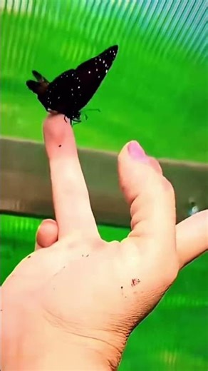 Caterpillar To Butterfly Metamorphosis #shortsvideo