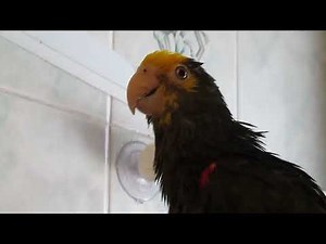 Apollo the Amazing Amazon Parrot Singing and Talking in the Shower