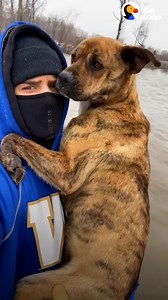 Two pro football players wade through icy water to rescue a mama dog and her puppies who got stranded in a storm when their owners evacuated. Watch what happens when they finally get the family back to their warm truck! | The Dodo