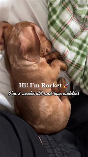 First TikTok 🚀 #dachshund #dachshundpuppy #puppylove #puppytiktok #dachshundsoftiktok #dachshundaddict #dachshundlife #LIKEABOMBSHELL #dachshundmoments