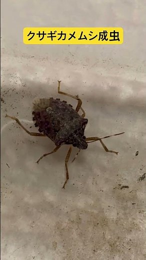 クサギカメムシ成虫 #カメムシ #クサギカメムシ #モストップ #害虫防除技術研究所