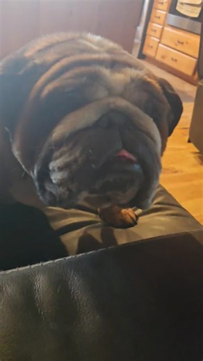 3.8K views · 114 reactions | When you're a stud dog and have to get up early and go to the vet but didn't get to stud because his girl is not ready... welcome to every teenage boys dilemma. Stumpy doesn't want to talk about it | Fallen Timbers Bulldogs | Facebook