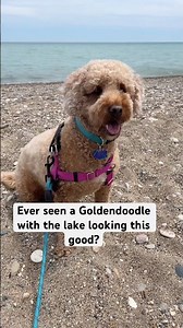 Mini Goldendoodle Looks Good at the Lake