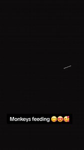 155K views · 1K reactions | How satisfied this monkey 轢 feeding is. #smartmonkey #monkey #animalsoftiktok | Best Life Pets | Facebook