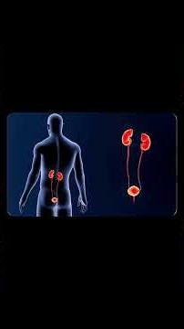 Seeing Blood in Your Urine Here’s What You Need to Know? #kidneyhealth #nephritis #kidneystone