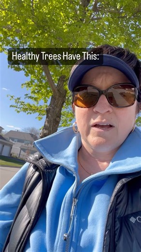 Healthy trees have healthy root flare. Remember when you were a kid and you would draw a tree at school and you would take your brown crayon and draw straight down and then flare out above the grass level? All trees should have that healthy root flare. Those roots were put out by the tree when it was just a little seedling right at ground level. Then when it gets dug up at the nursery that flare often gets buried in soil and then the landscaper plants them too deeply. This is a very, very common