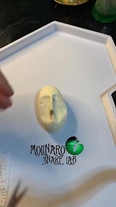 85K views · 1.7K reactions | Stuck inside the egg? #reels #animals #biology #snake #fblifestyle | The Molinaro Snake Lab | Facebook