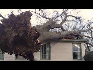 Severe Weather Season: Falling Tree Dangers