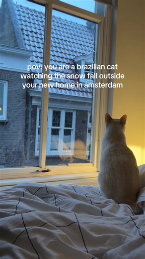 Rescue Cat Enjoys Snowy Amsterdam Life