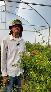 Conoces el chiltepin? Datos relevantes en este video! Por el Dr. Fabián Pérez Labrada #agro #agricultura #agronomia #chiltepin #fypシ #reelsviralシ #UAAAN #seguidores | Agroecologicos UA