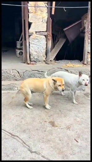 Cats Clips
