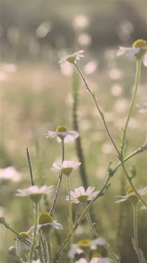 13 reactions | The 1st of 6 stories from real, everyday overcomers at The Commons. Follow for more. If you’re in the Orlando area, join us for “Overcomer: Letters to the 7 Churches in Revelation” | Church of The Commons | Facebook