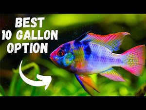 Best Fish For a 10 Gallon Tank