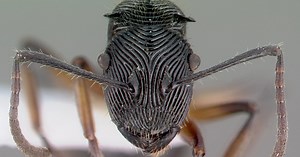 Scientists Took 11,000 Photos of Ants' Faces to Reveal Secrets of Survival