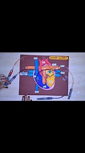 82K views · 527 reactions | Human Heart Working model for school exhibition/award winning project #humanheartworkingmodel #workingmodelheart #circulatorymodel #bloodcirculatorysystem #schoolprojectsforexhibition #education #learning #facebookpost | Kansal Creation | Facebook