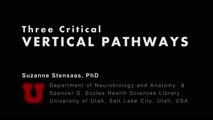 Three Critical Vertical Pathways: Neuroanatomy Video Lab - Brain Dissections | NOVEL