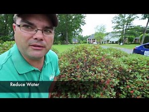 How to treat Hawthorne Fungus