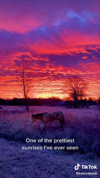Evidence of a Creator #sunrise #horse