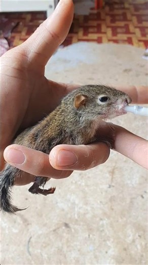 #cute #animals #cartoon #squirrel #funny 😍😍😍😍