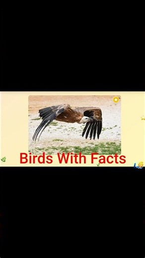 Bird Names for easy learning 🐦 Vulture, Eagle, Owl, Parrot & More