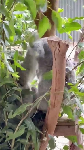 Hey! That’s My Spot! 🐨😂