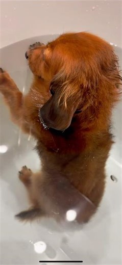 三連発♨️最後も見てね🤭 #かわいい動物 #癒し動画 #犬のいる生活