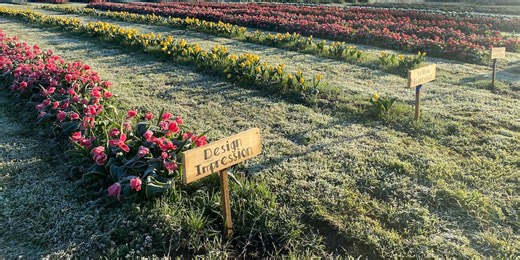 Spring season draws people to Heartland tulip farm