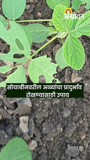 Soybean Pest : सोयाबीनवरील विविध अळ्यांसाठीच्या फवारण्या आणि सोपे उपाय | सोयाबीन कीड व्यवस्थापन #Agrowon #soyabean #pesticides सध्या सर्वत्र सोयाबीन वाढीच्या अवस्थेत आहे आणि रिमझिम पाऊस आणि सततच्या ढगाळ वातावरणामुळे सोयाबीनवर मोठ्या प्रमाणात पाने खाणाऱ्या अळ्यांचा तसच खोड किडीचा प्रादुर्भाव दिसून येत आहे. अस वातावरण पुढेही सतत राहिल्यास सोयाबीनवर तंबाखू वरील पाने खाणारी अळी म्हणजेच स्पोडोप्टेरा या लष्करी अळीचा प्रादुर्भाव ही होण्याची शक्यता आहे. Soybeans are currently in growth stage everywhere 