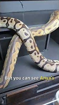 Two mama ball pythons on an adventure together before they both lay their eggs!