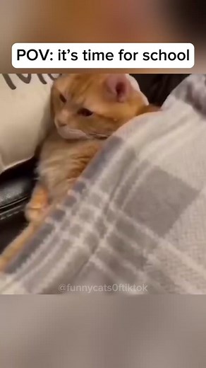 Part 14 | Funny cat videos #funnycats #funnyanimals #funnypets | Funny Cat Videos