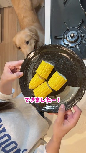 とっても美味しいコーンですが、芯は要注意⚠️ いろんな飼い主さんが注意喚起して下さってますが、窒息の危険や開腹手術になることもあります😭 飼い主の皆様どうぞお気をつけて！🙇‍♀️ コロッケは絶対に丸飲みするタイプなので必ず芯から外してあげています🌽 #ゴールデンレトリバー #大型犬