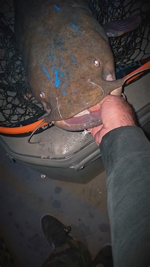You've got just about a week and a half to get that Flathead catfish trip booked before we put away the catfish gear until spring. Call 937-503-1557 for booking info. | RiverJet Outfitters