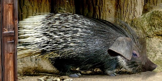 How to Lure and Capture a Porcupine - In a Live Trap?