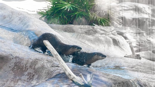Two relocated otters move into habitat at Sarasota's Mote Marine Laboratory & Aquarium