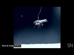 Watch a tiny parasitic nematode leap onto its victim | Science News