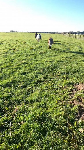 Farmlife donkeys goats dogs horses sheep goats | Willowlanealpacas