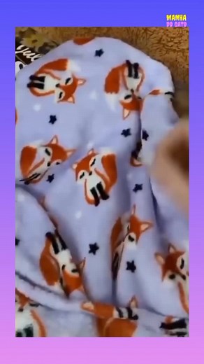 Gatos engraçados 😂😺😂 MEME #gato #gatos #comedia #humor