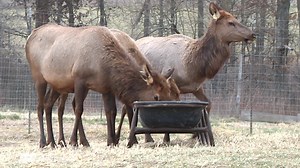 5.1K views · 50 reactions | What's it like to raise elk? At MAYES ELK FARM, Bill and Susan Mayes raise elk to sell as breeding stock for elk farmers in the Midwest and West. | Missouri Farm Bureau | Facebook