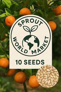 10 Mandarin Orange Seeds | Fast Growing Citrus Tree | Easy to Grow | Indoor/outdoor | USA Seller - Etsy